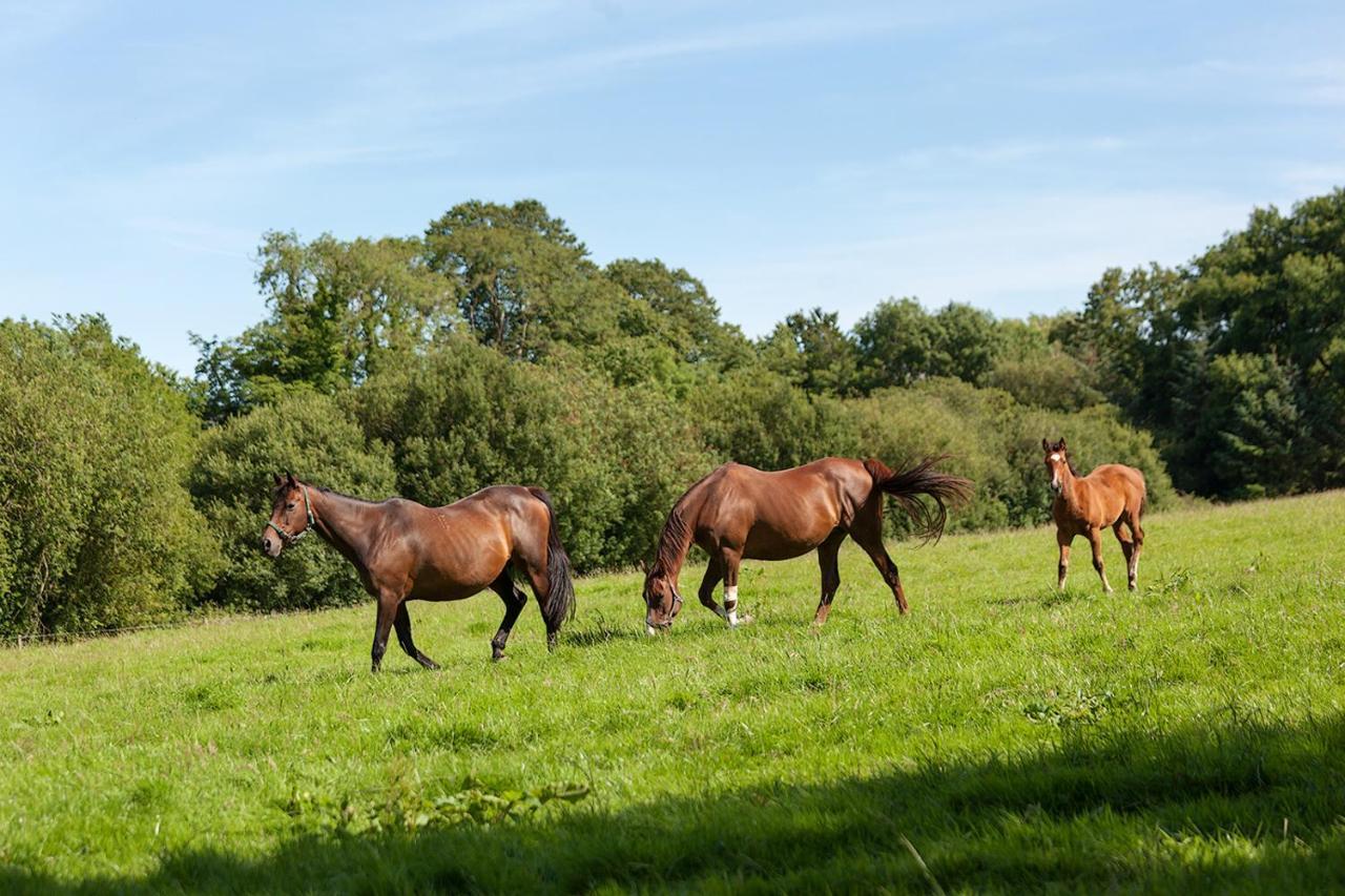 Coolcormack Stud B&B Dungarvan  Eksteriør billede